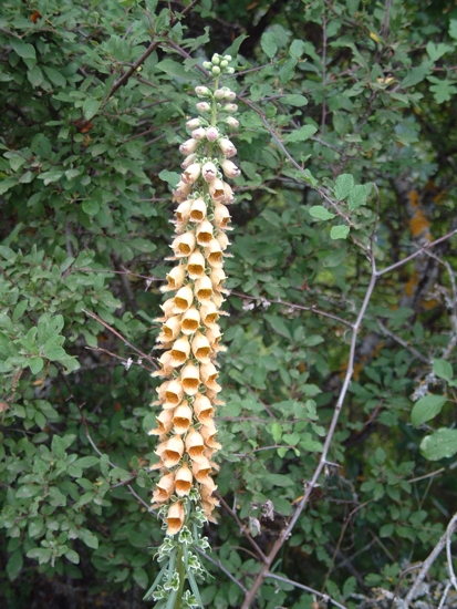 Digitalis ferruginea / Digitale ferrugginosa, Digitale bruna